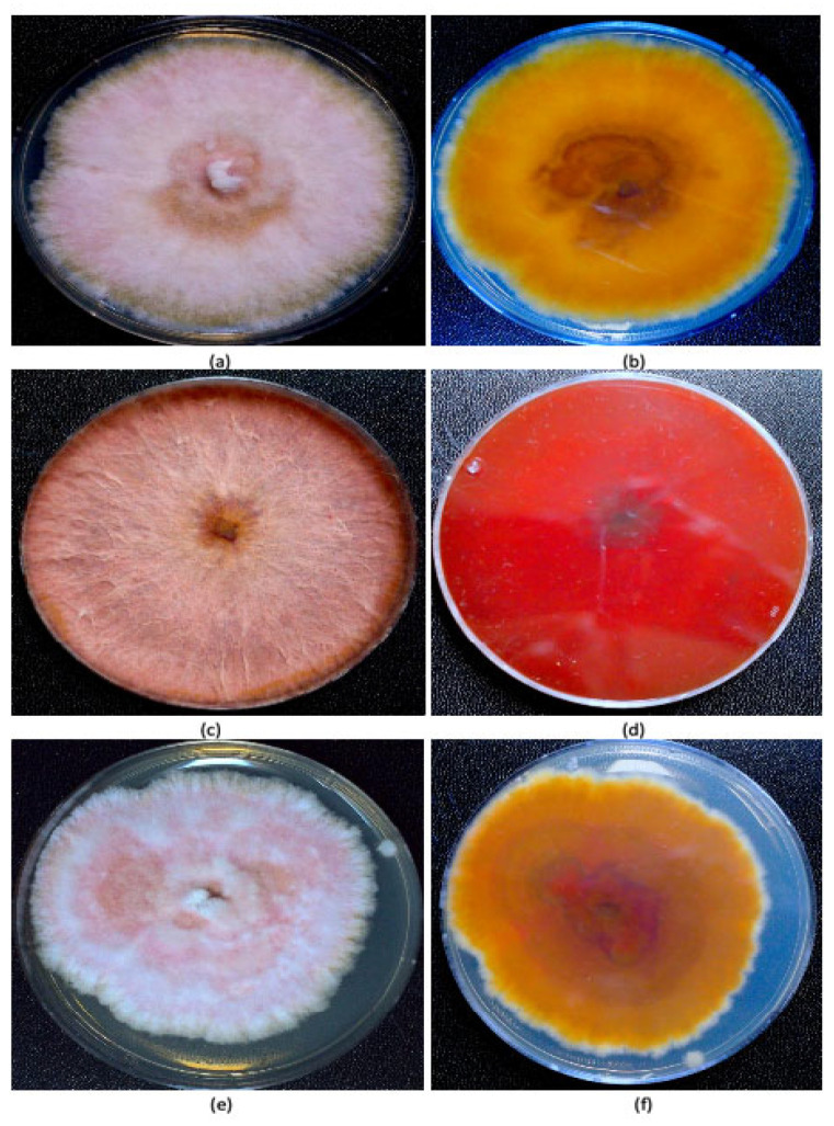 PMC12296103 – jof-11-00528-f002