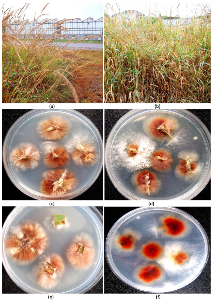 PMC12296103 – jof-11-00528-f003