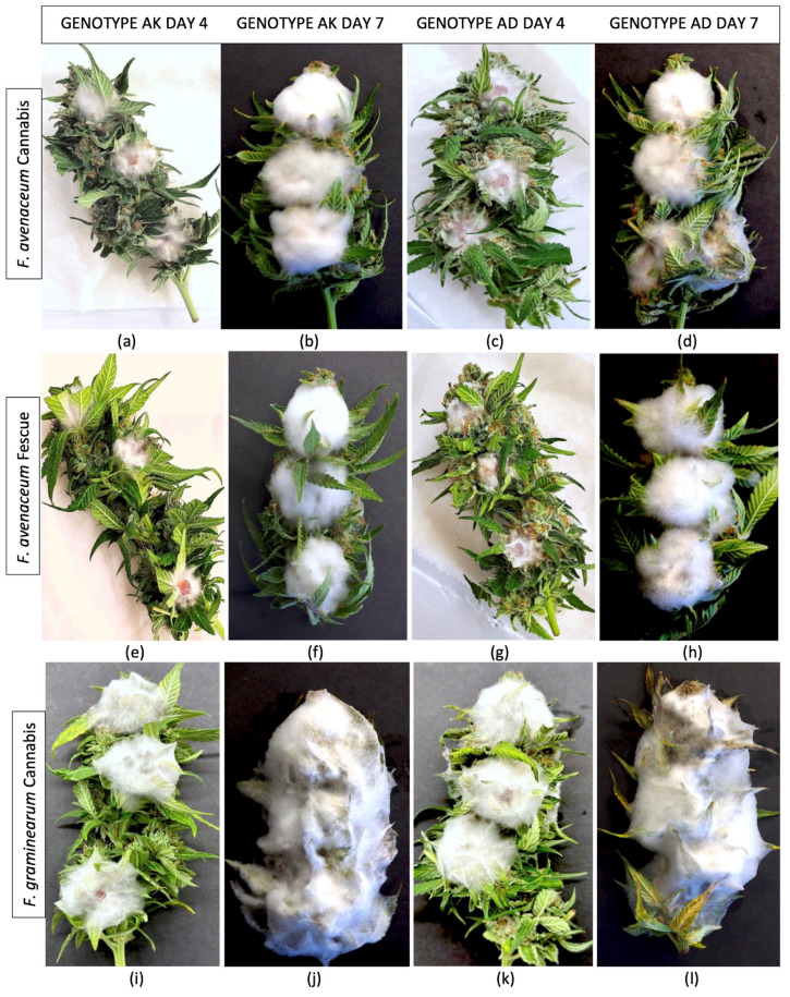 PMC12296103 – jof-11-00528-f005