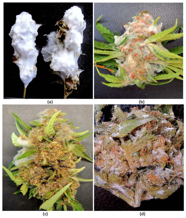 PMC12296103 – jof-11-00528-f006