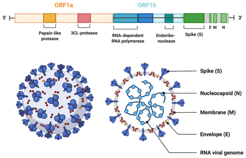 PMC9589987 – jox-12-00020-f001