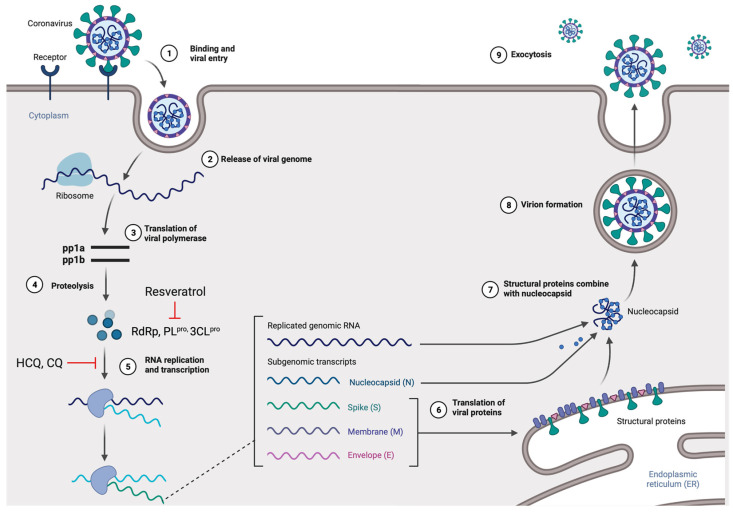 PMC9589987 – jox-12-00020-f002