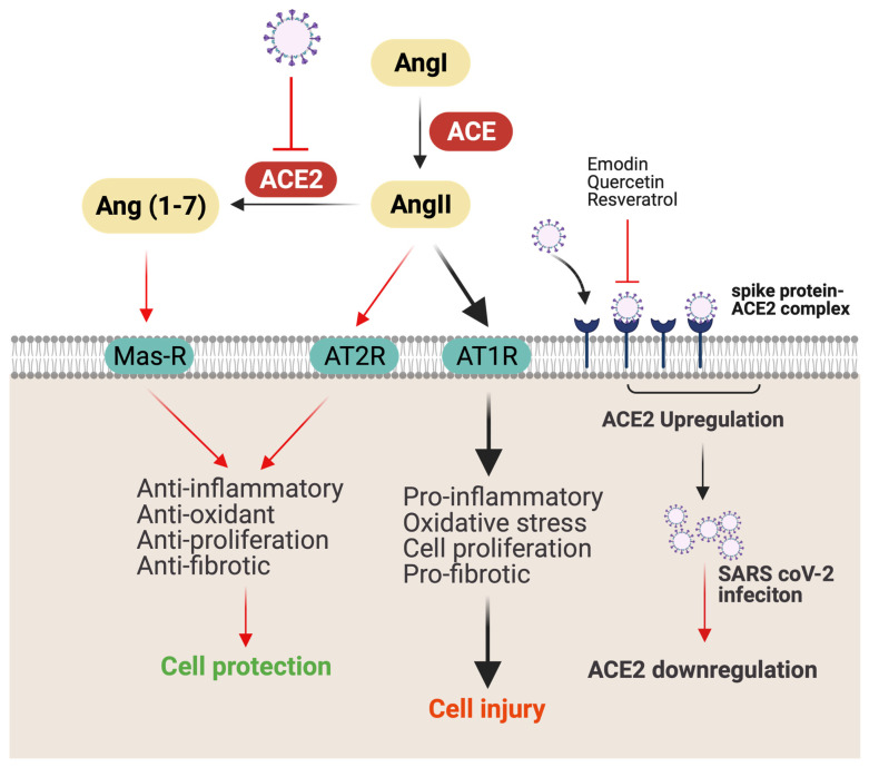 PMC9589987 – jox-12-00020-f003