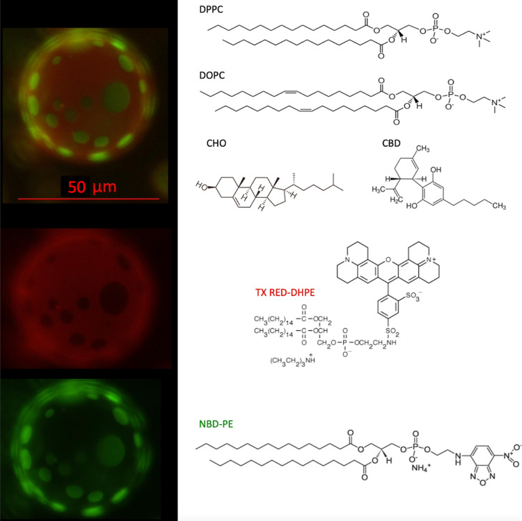 PMC13071920 – fig1