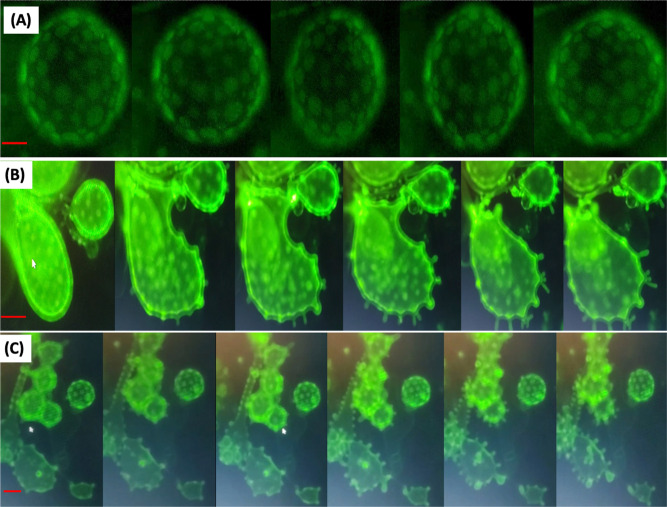PMC13071920 – fig3