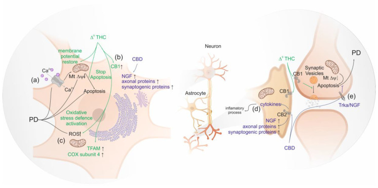 PMC7344445 – life-10-00086-f002