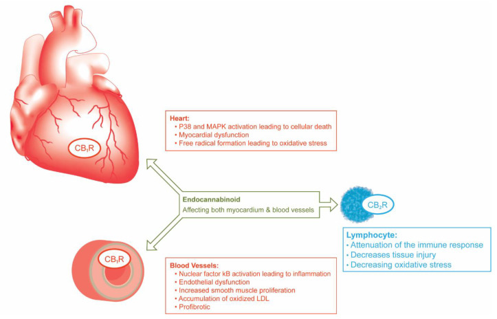 PMC8539629 – life-11-01063-f002