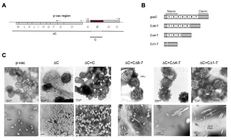 PMC9501494 – life-12-01455-f003