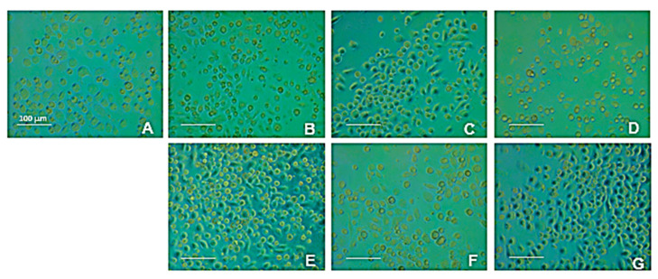 PMC11856167 – life-15-00225-f006