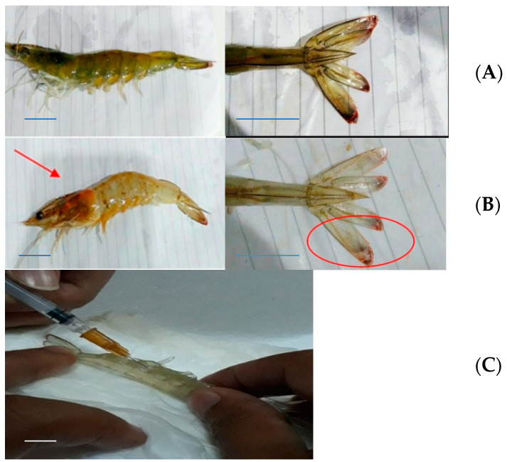 PMC7997376 – marinedrugs-19-00133-f003