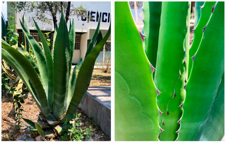 PMC9456778 – materials-15-06000-f003