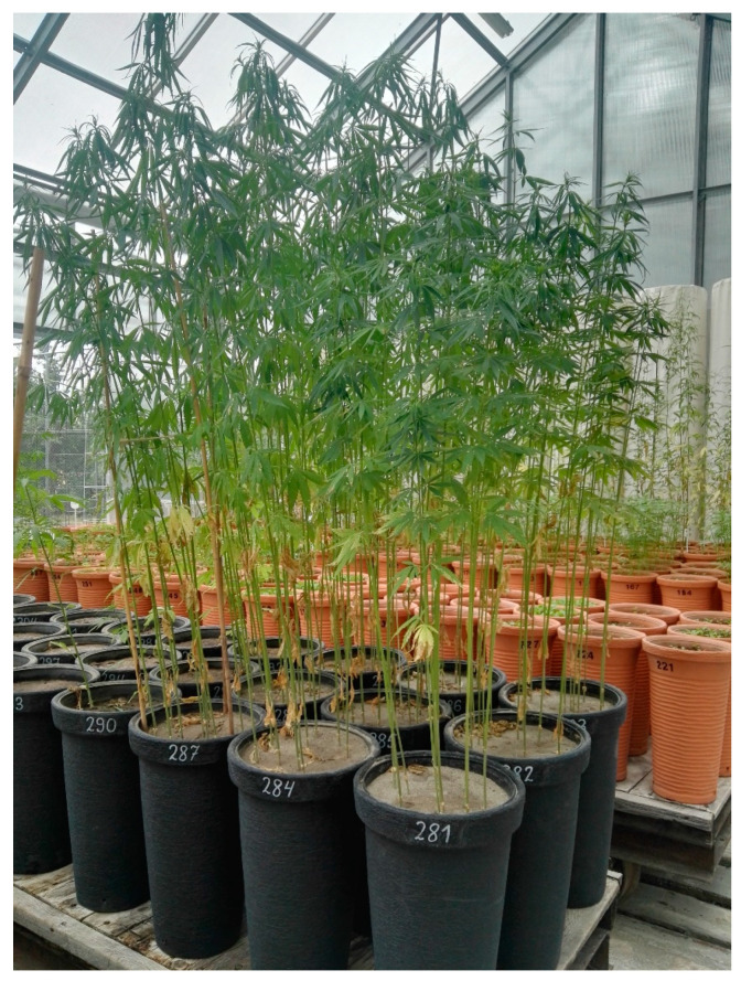 PMC11396084 – materials-17-04198-f002