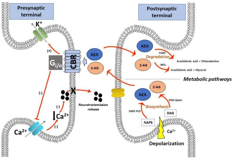PMC6313625 – medicines-05-00107-f001