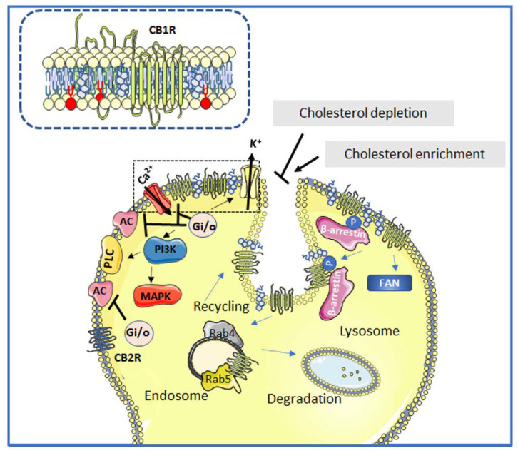 PMC9414690 – membranes-12-00812-f002