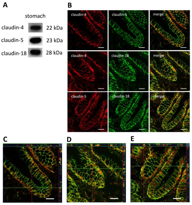 PMC10819461 – membranes-14-00018-f002