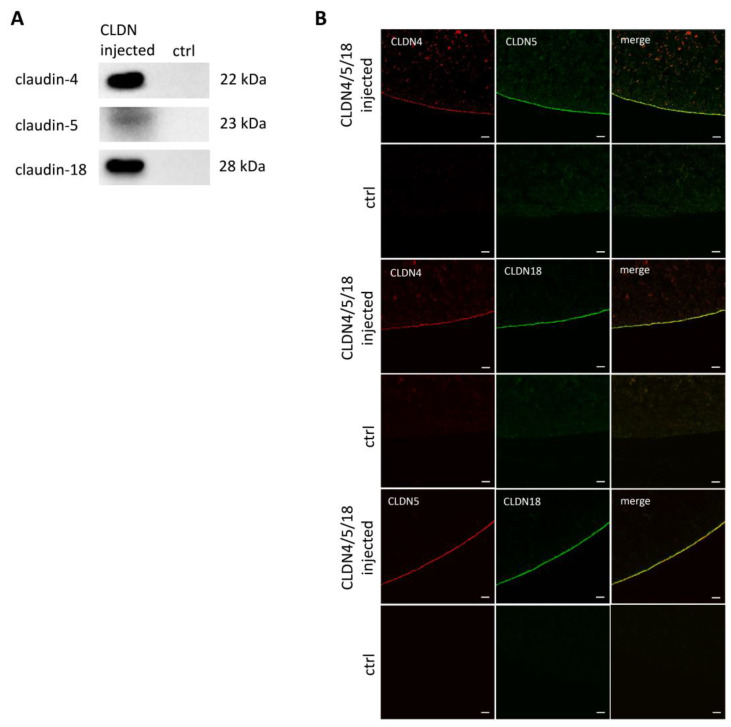 PMC10819461 – membranes-14-00018-f003