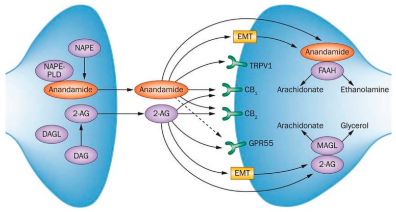 PMC5746735 – metabolites-07-00055-f001