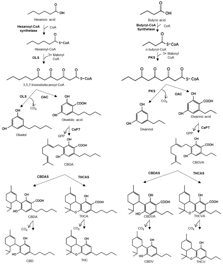 PMC9786632 – metabolites-12-01181-f001