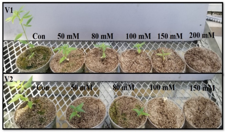 PMC11356328 – metabolites-14-00420-f001