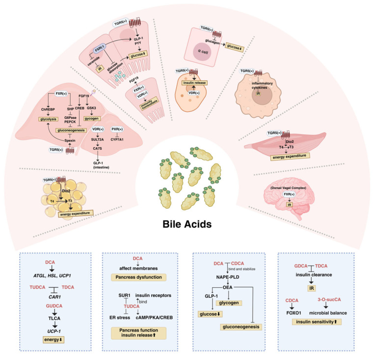 PMC12195380 – metabolites-15-00401-f002