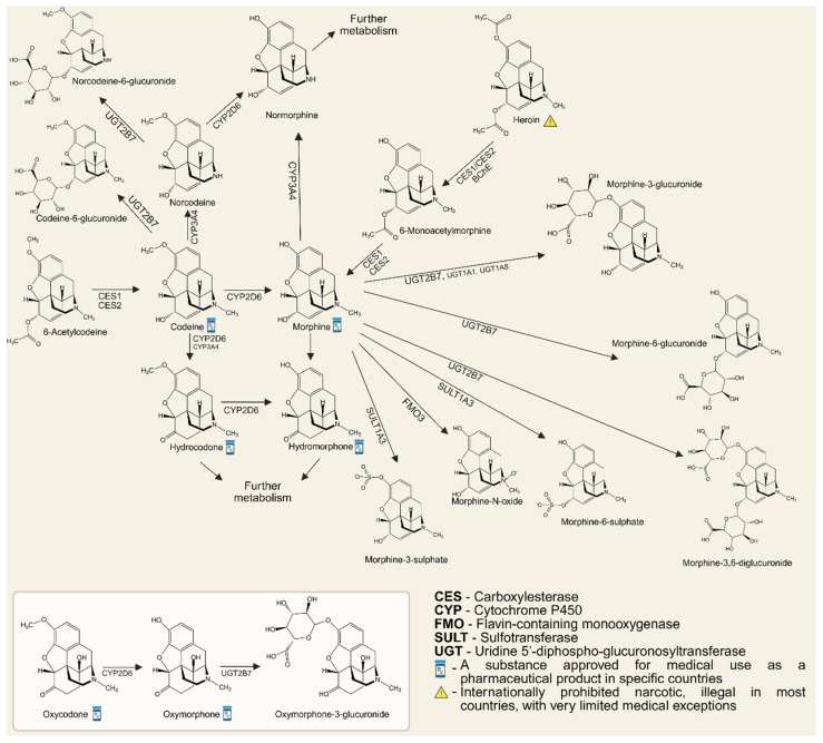 PMC12654502 – metabolites-15-00745-f001