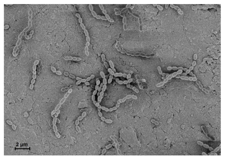 PMC7761167 – microorganisms-08-01852-f001