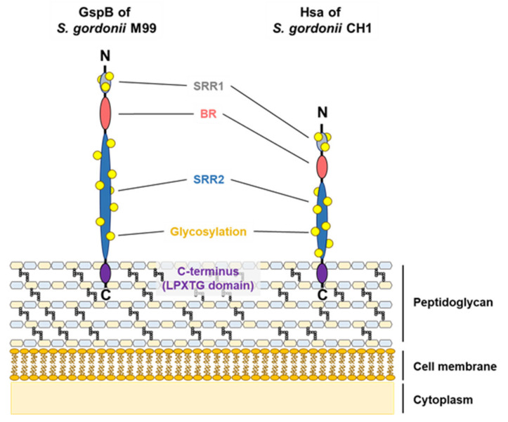 PMC7761167 – microorganisms-08-01852-f004