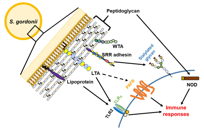 PMC7761167 – microorganisms-08-01852-f005