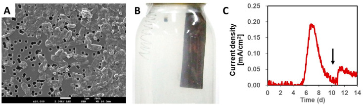 PMC8465243 – microorganisms-09-01953-f001