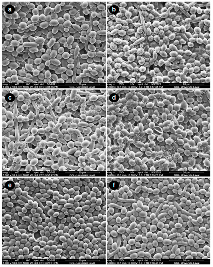 PMC8618252 – microorganisms-09-02348-f005