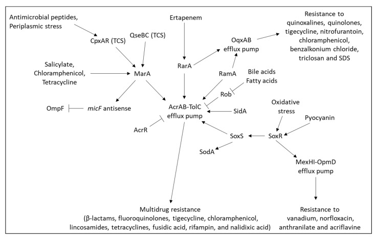 PMC9228545 – microorganisms-10-01239-f005