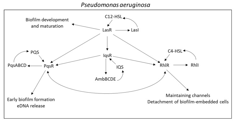 PMC9228545 – microorganisms-10-01239-f008