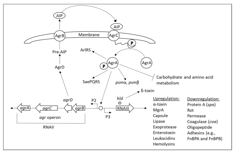 PMC9228545 – microorganisms-10-01239-f009