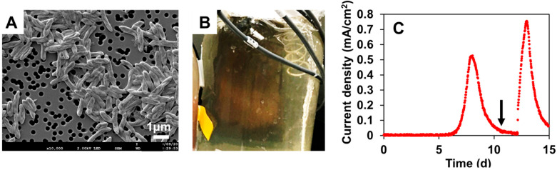PMC9961858 – microorganisms-11-00349-f001