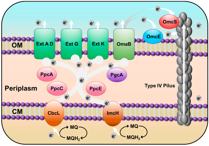 PMC9961858 – microorganisms-11-00349-f004