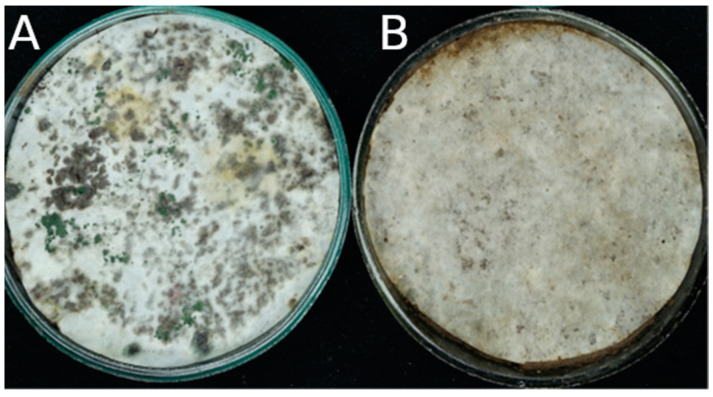 PMC11596530 – microorganisms-12-02276-f001