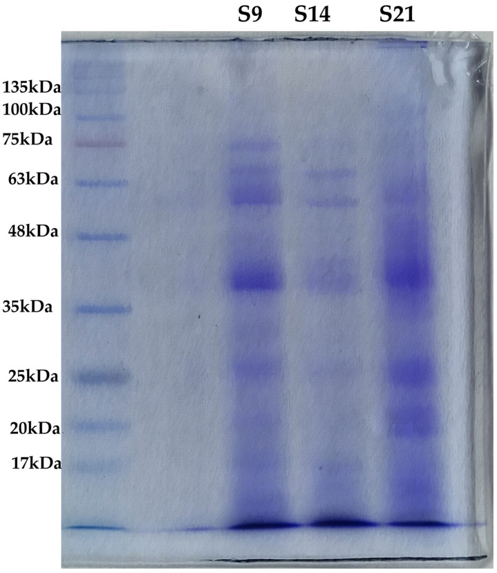 PMC11858476 – microorganisms-13-00455-f005