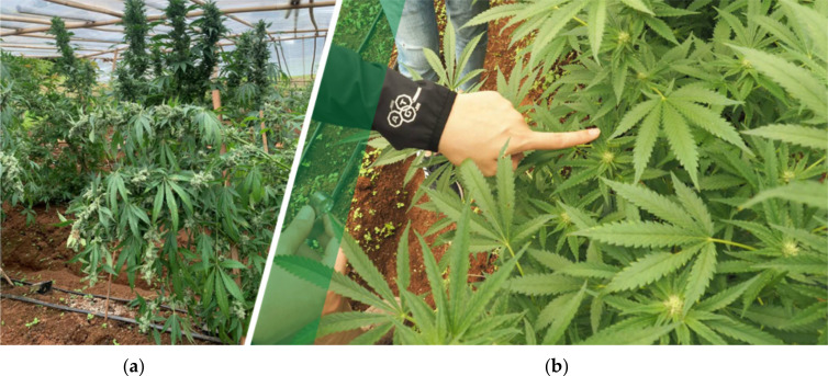 PMC7763918 – molecules-25-05792-f002