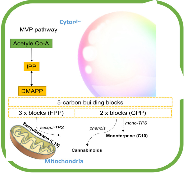 PMC7763918 – molecules-25-05792-f006
