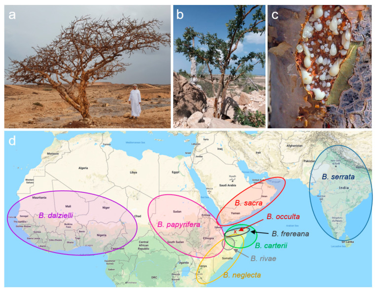 PMC7828217 – molecules-26-00366-f001