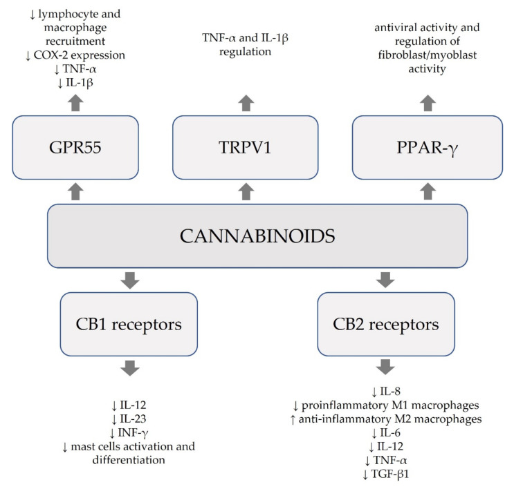 PMC8347461 – molecules-26-04551-f002