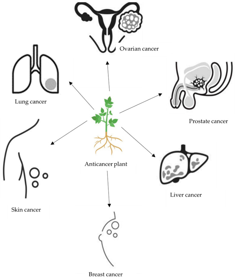 PMC8347031 – molecules-26-04639-f001