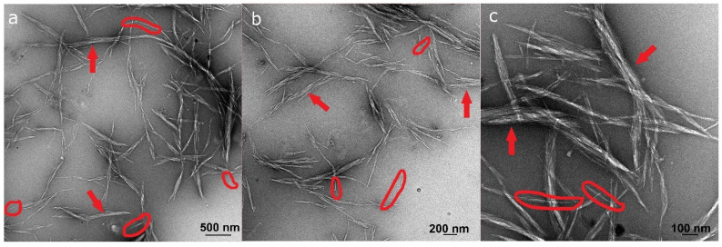 PMC8400396 – molecules-26-04723-f007