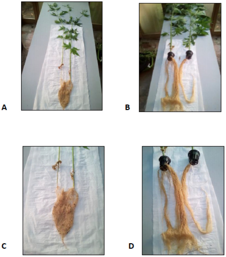 PMC8401984 – molecules-26-04889-f001