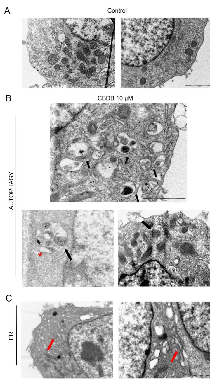 PMC8467640 – molecules-26-05576-f006