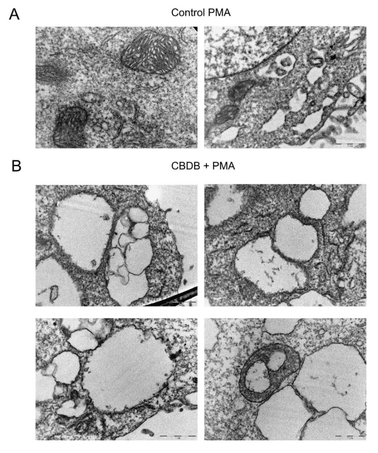 PMC8467640 – molecules-26-05576-f009