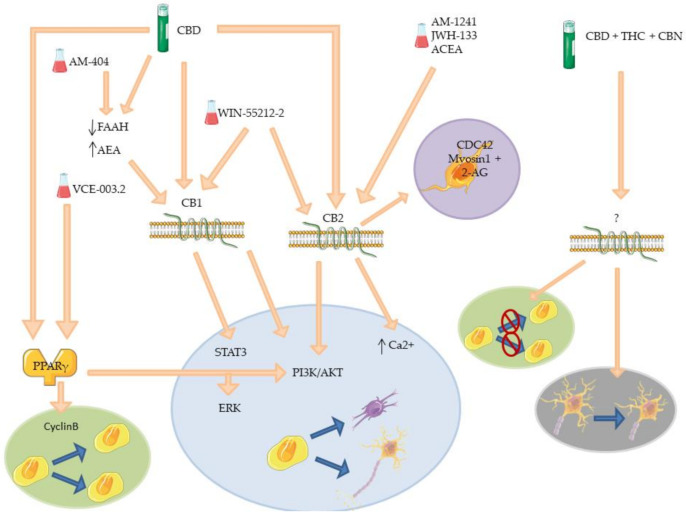 PMC8541184 – molecules-26-06313-f005