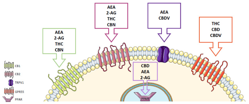PMC8746990 – molecules-27-00156-f002
