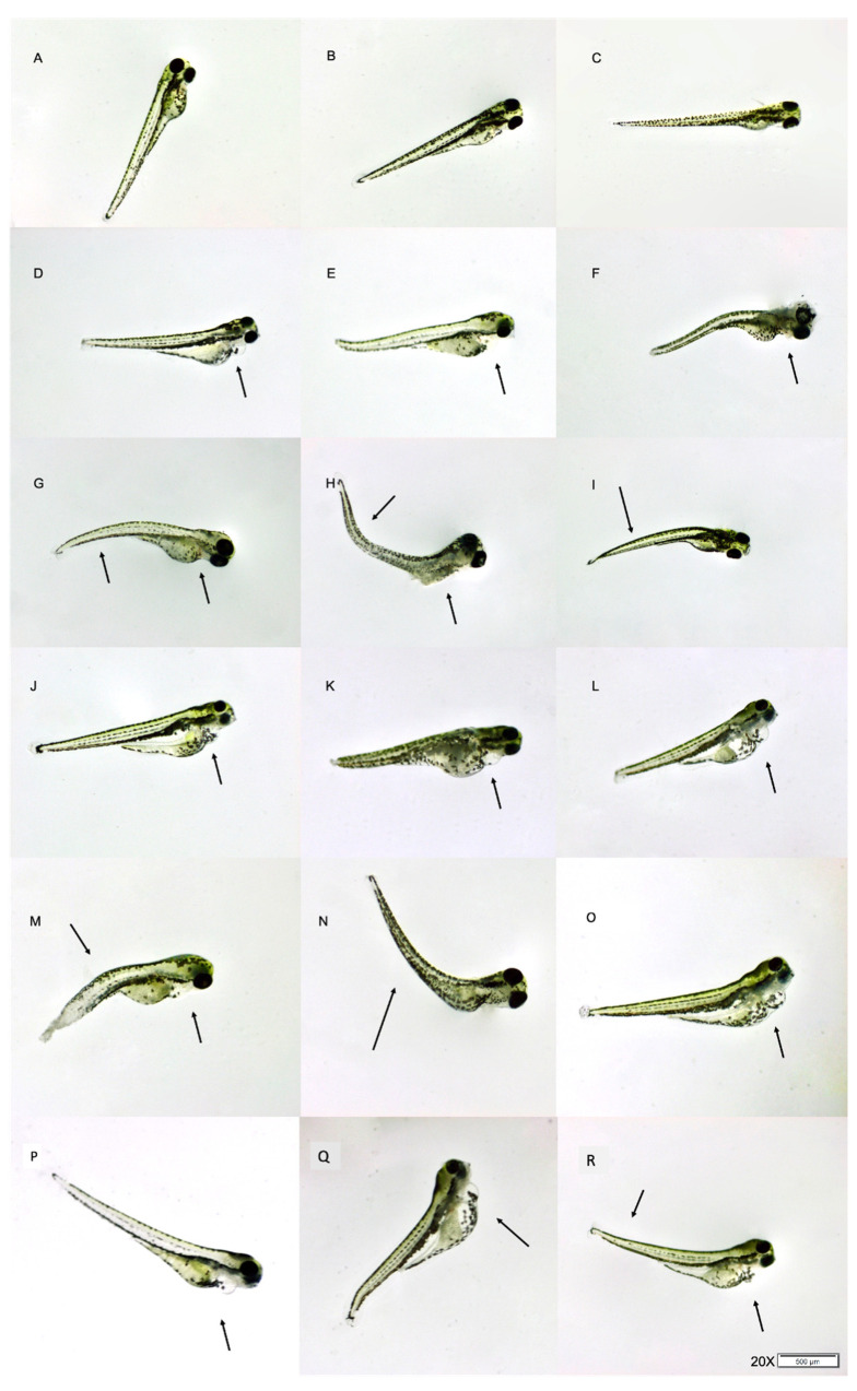 PMC9458094 – molecules-27-05506-f001