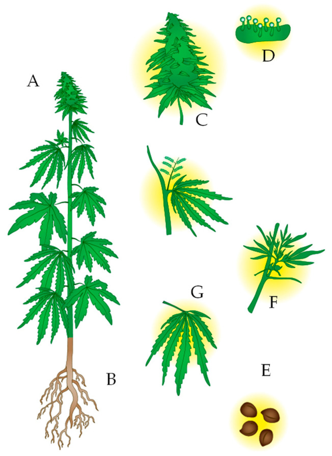 PMC10095677 – molecules-28-02895-f001
